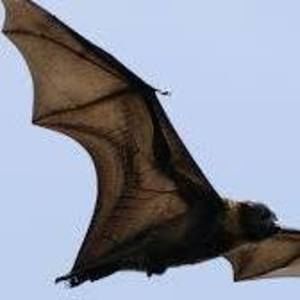 Meet your Posher, Barrowwight